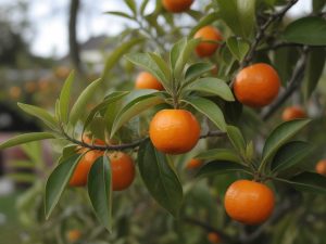 Le clémentinier Satsuma un agrume résistant pour votre jardin