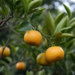 Comment cultiver et entretenir un cédrat digité Citrus medica var. sarcodactylis dans votre jardin