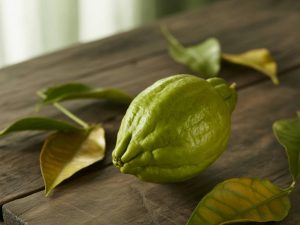 Citrus hystrix combava