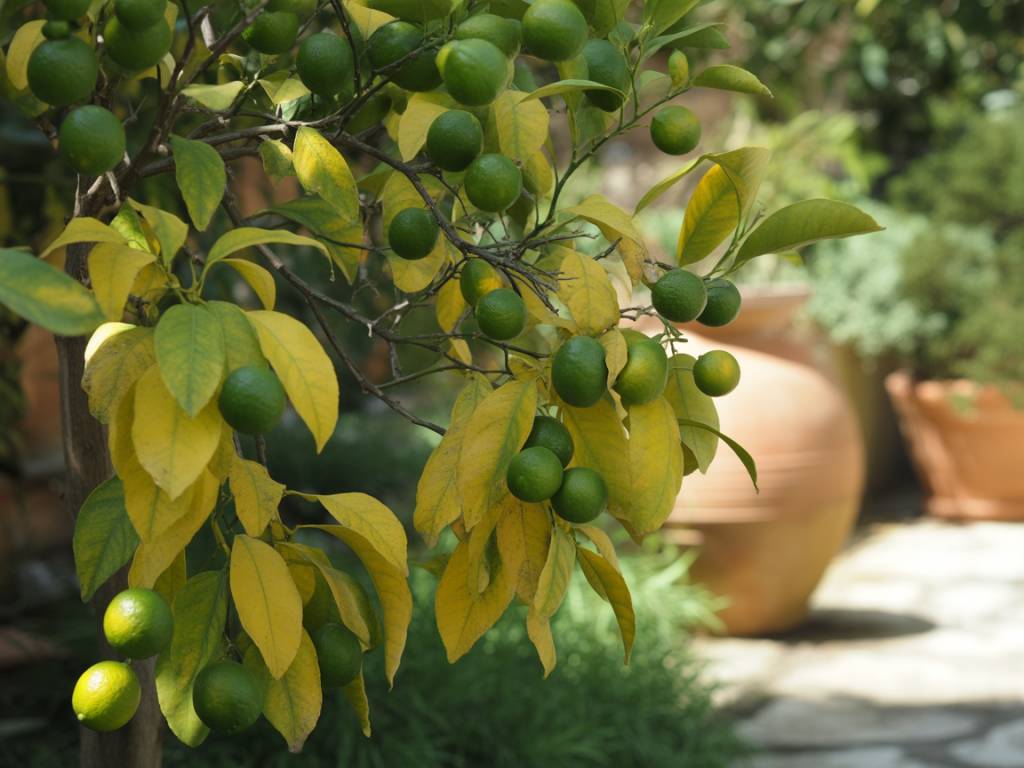 La chlorose du citronnier