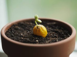 Germination de pépins de citron
