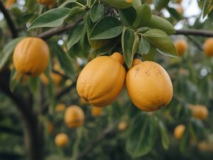 Mes citrons tombent de l'arbre avant d'être mûrs