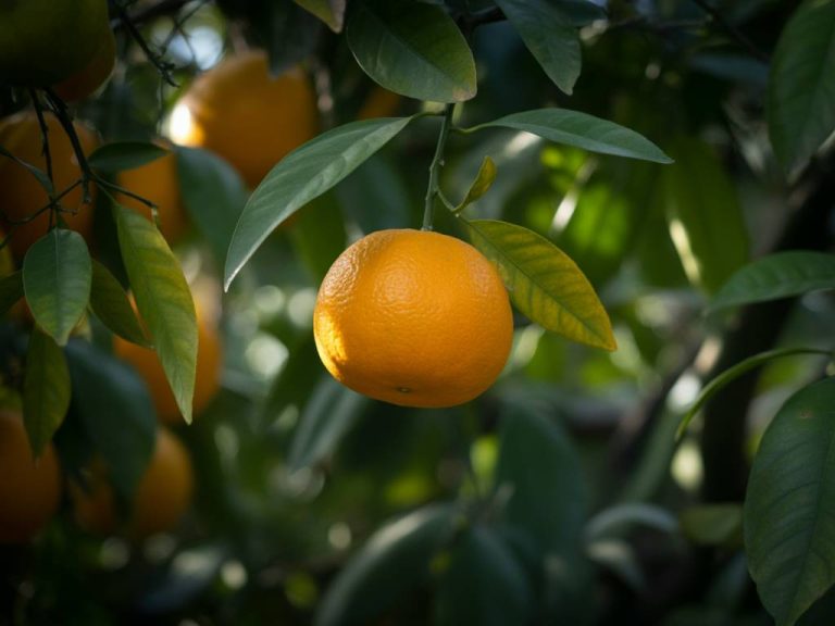 Ravageurs des agrumes