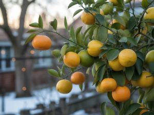 Entretien du citronnier en hiver conseils essentiels pour le protéger du froid
