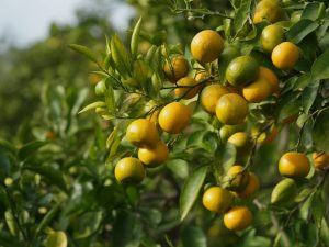 Citrus volkameriana citronnier Volkameriana