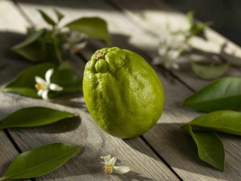 Citrus sudachi : cultiver cet agrume japonais au jardin ou en pot