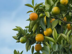 Comment prévenir la chute des feuilles du citronnier les feuilles de mon citronnier tombent