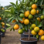 Booster la croissance de votre citronnier avec le marc de café : astuces naturelles
