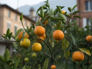 Citronnier hiver comment entretenir son citronnier pendant l'hiver
