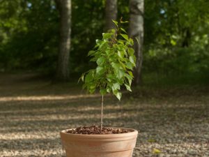 Pépinière du Bosc 2