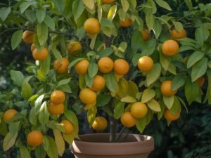 Comment faire reverdir un citronnier