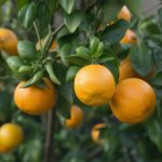 Astuces et techniques citronnier 4 saisons résistance au froid : le guide complet