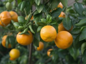 Astuces et techniques citronnier 4 saisons résistance au froid