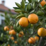 Sortie d’hivernage du citronnier les étapes essentielles pour une reprise réussie