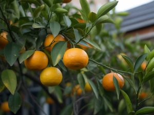 Préparer l’hivernage des citronniers conseils et techniques essentielles