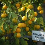 Citronnier gratuit : 5 méthodes testées pour en obtenir un sans dépenser un euro