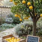 Citron yuzu : culture, rusticité et récolte en jardin français