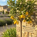 Au bout de combien de temps un citronnier donne des fruits en France