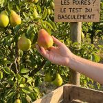 Quand cueillir les poires conferences