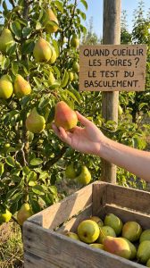 Quand cueillir les poires conferences