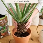 Aloe vera rempotage : comment réussir cette opération au bon moment