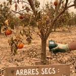 Arbres secs : comprendre les causes et agir pour sauver vos agrumes