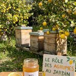 Abeille, fabrication du miel et fleurs de citronnier : le rôle des agrumes au jardin