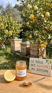 Abeille, fabrication du miel et fleurs de citronnier : le rôle des agrumes au jardin