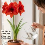 Amaryllis arrosage : quand et comment bien arroser cette plante