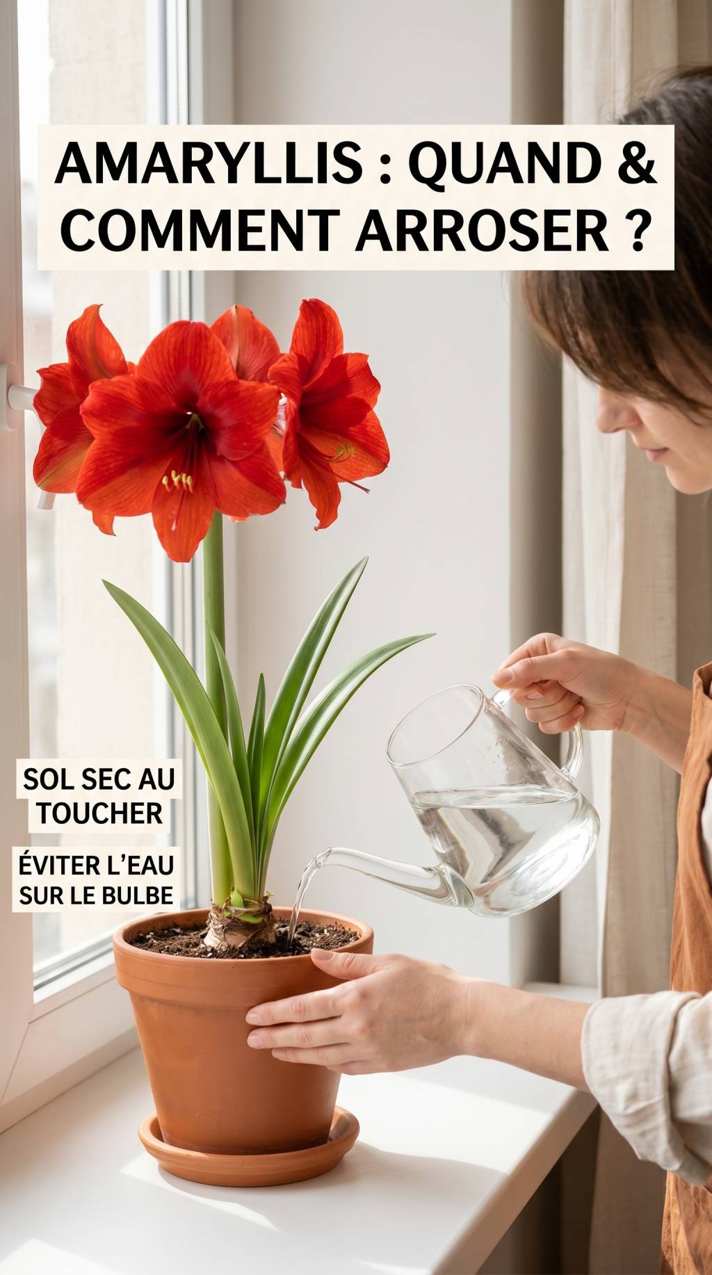 Amaryllis arrosage : quand et comment bien arroser cette plante