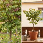 Arbre amoureux : comment le cultiver au jardin et en pot