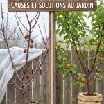 Abricotier qui gomme : causes et solutions au jardin