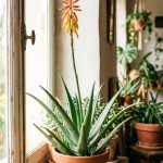 Aloe vera fleurs : comment favoriser la floraison en pot