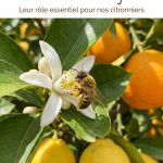 Abeille solitaires : rôle dans la pollinisation des citronniers et des agrumes
