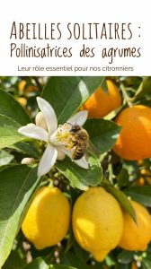 Abeille solitaires : rôle dans la pollinisation des citronniers et des agrumes