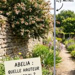 Abelia : quelle hauteur atteint-il au jardin ?
