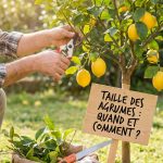 Agrumes taille : quand et comment tailler les agrumes au jardin
