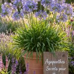 Agapanthes floraison : comment obtenir une floraison abondante au jardin