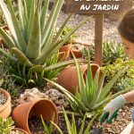 Aloe vera extérieur : plantation et entretien au jardin