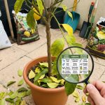 Citronnier qui perd ses feuilles : causes, diagnostic et solutions efficaces