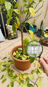 Citronnier qui perd ses feuilles : causes, diagnostic et solutions efficaces