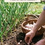 Ail plantation au jardin pour réussir la mise en terre et la culture