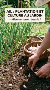 Ail plantation au jardin pour réussir la mise en terre et la culture