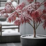Érable du Japon en pot en hiver