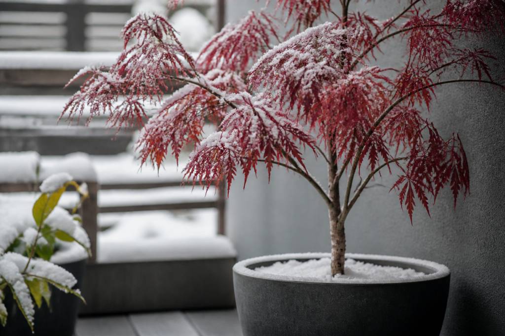 Érable du Japon en pot en hiver