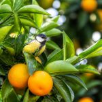 Arbre pour les oiseaux : quels agrumes choisir au jardin