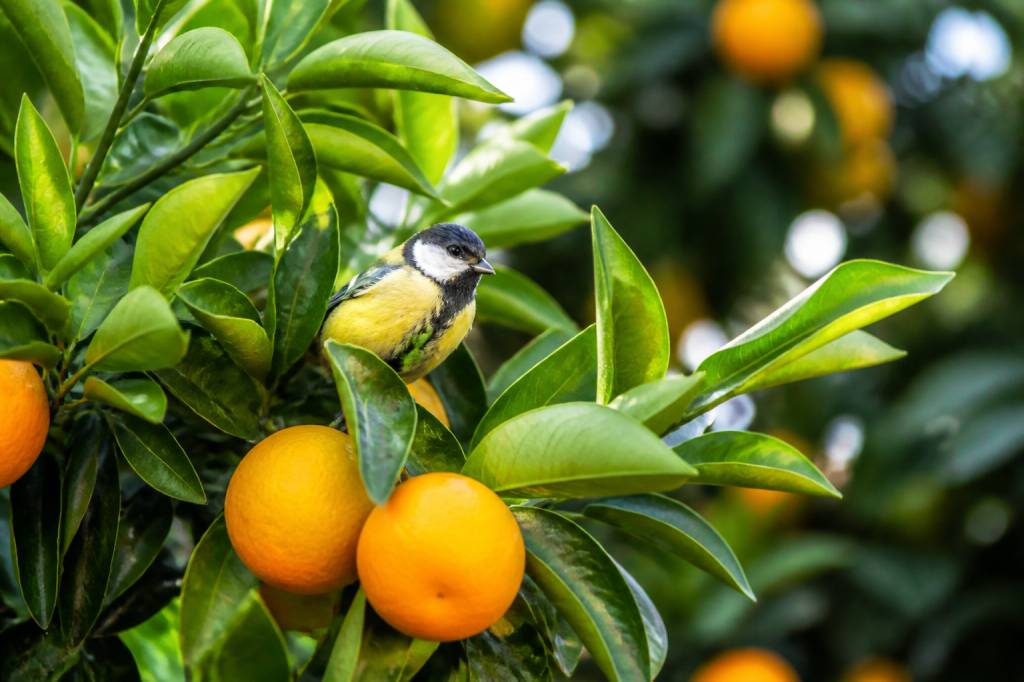 Arbre pour les oiseaux : quels agrumes choisir au jardin