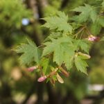 Acer monspessulanum : culture et entretien au jardin