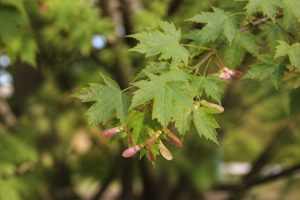 Acer monspessulanum : culture et entretien au jardin