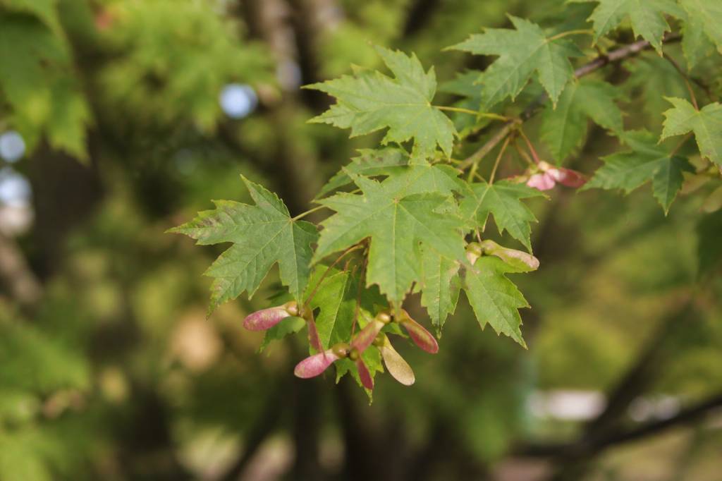 Acer monspessulanum : culture et entretien au jardin